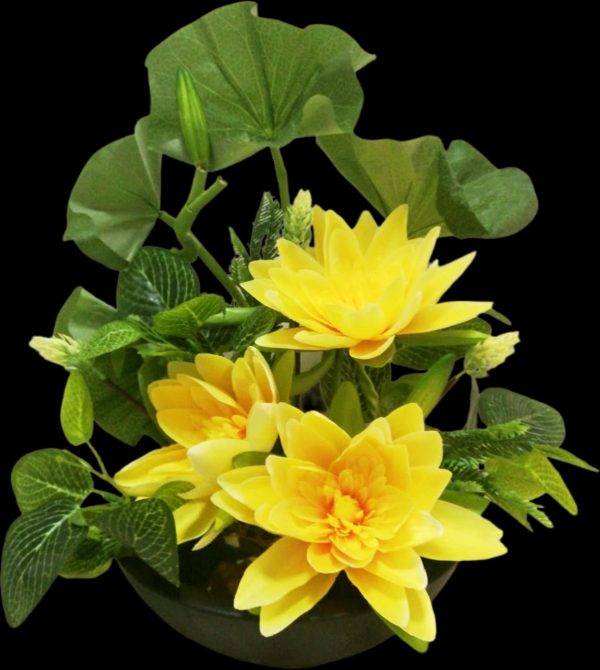 Yellow Lotus Flowers